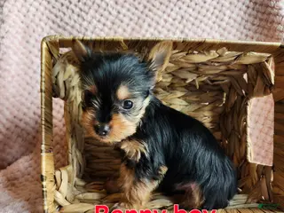 Yorkshire Terrier dogs Benny - Ad 4