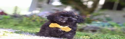 Shihpoo dogs for sale: Tristan - Ad 3
