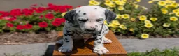 Dalmatian dogs for sale: Parker - Ad 5