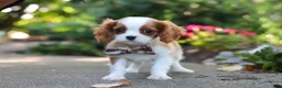 Cavalier King Charles Spaniel dogs for sale: Gus - Ad 7