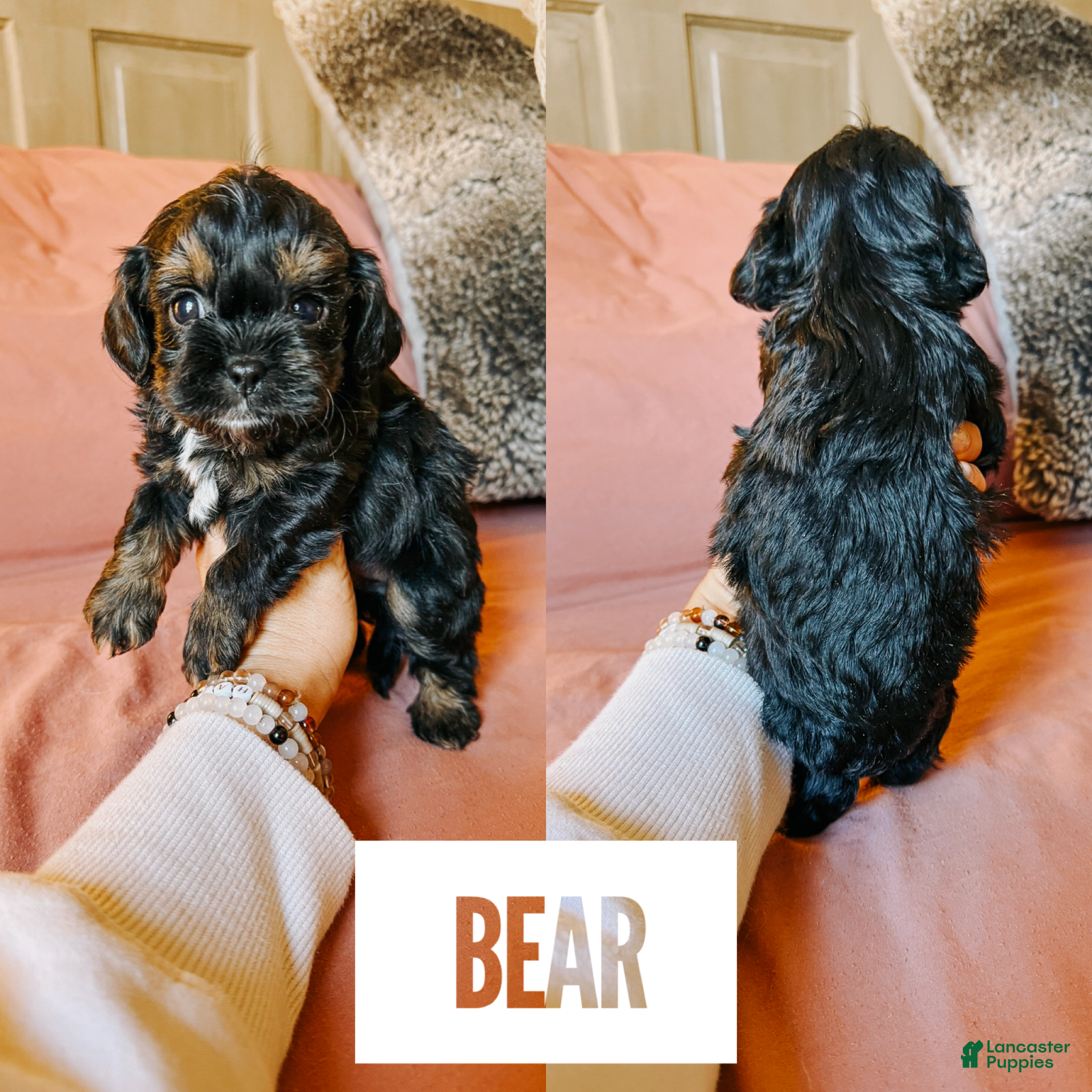Cavapoo dogs for sale: Bear  - Ad 4