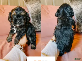 Cavapoo dogs for sale: Bear - Ad 4