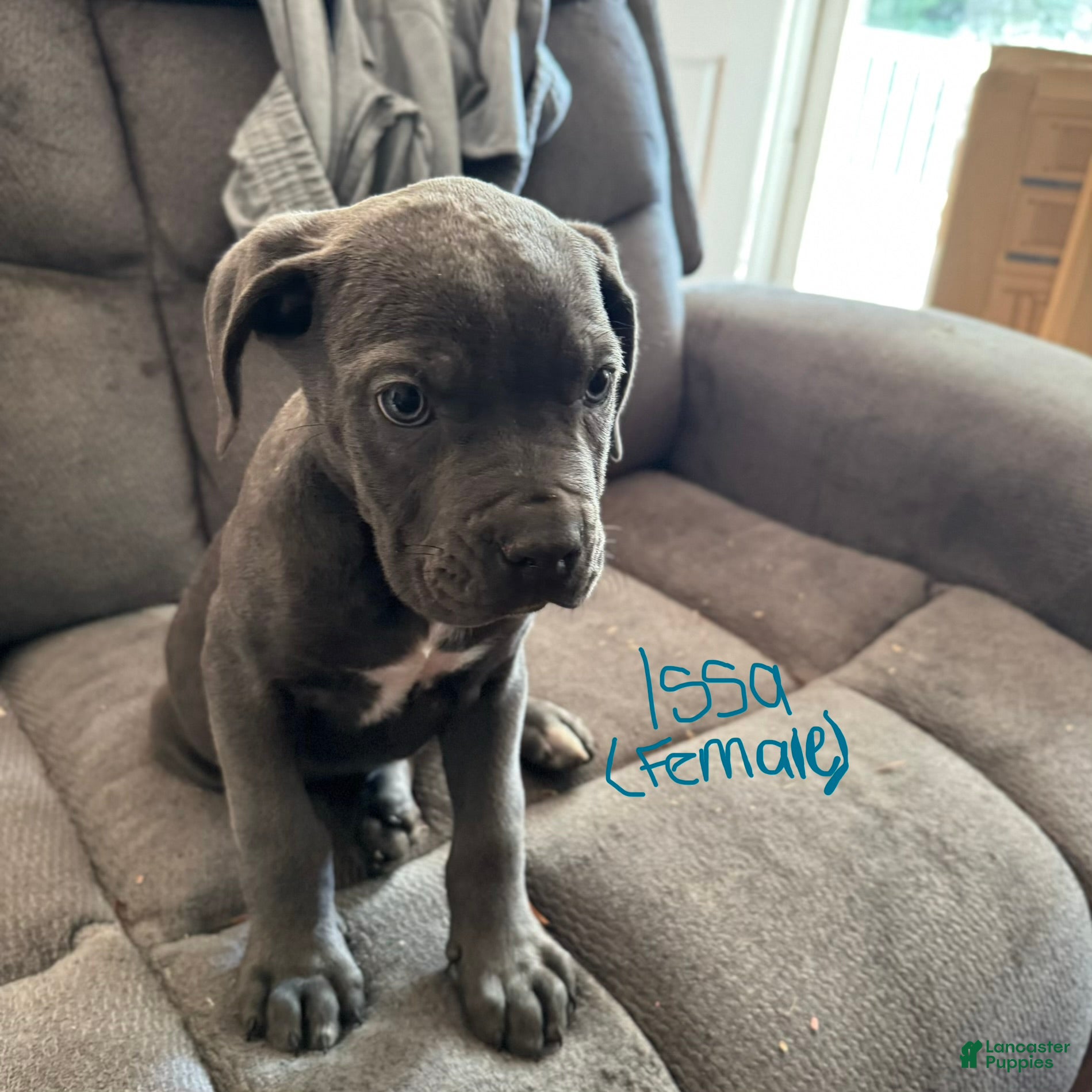 Cane Corso dogs Cane Corso Puppy 5 - Ad 33