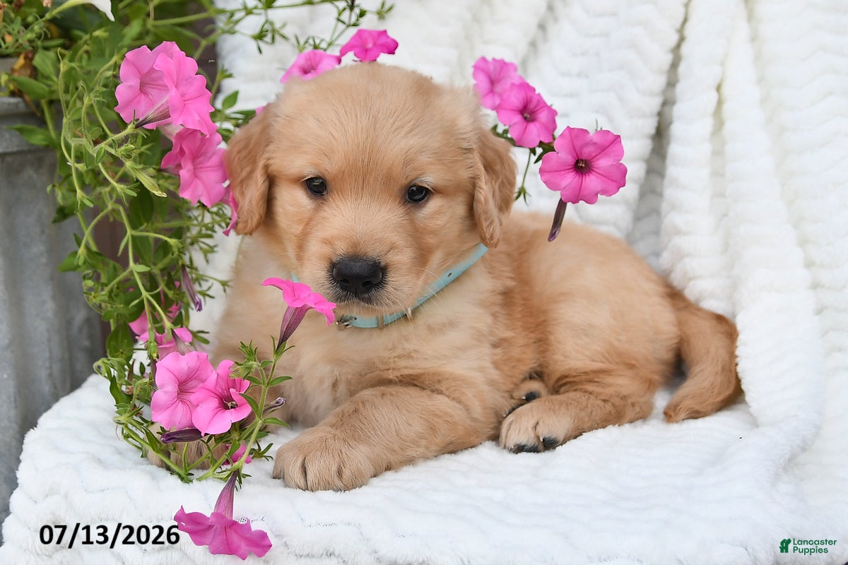 Golden Retriever dogs Coby - Ad 1