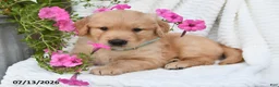 Golden Retriever dogs for sale: Coby - Ad 1