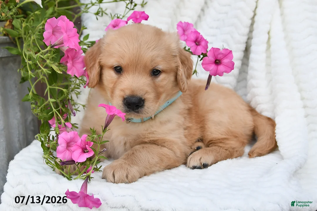 Golden Retriever dogs for sale: Coby - Ad 1