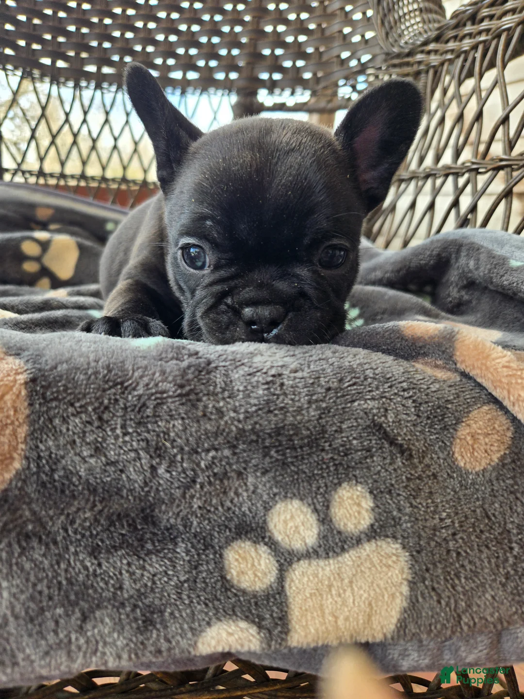 French Bulldog dogs for sale: French Bulldog Puppy Maverick  - Ad 1