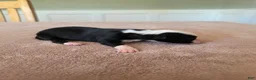Border Collie dogs for sale: Gemma - Ad 2