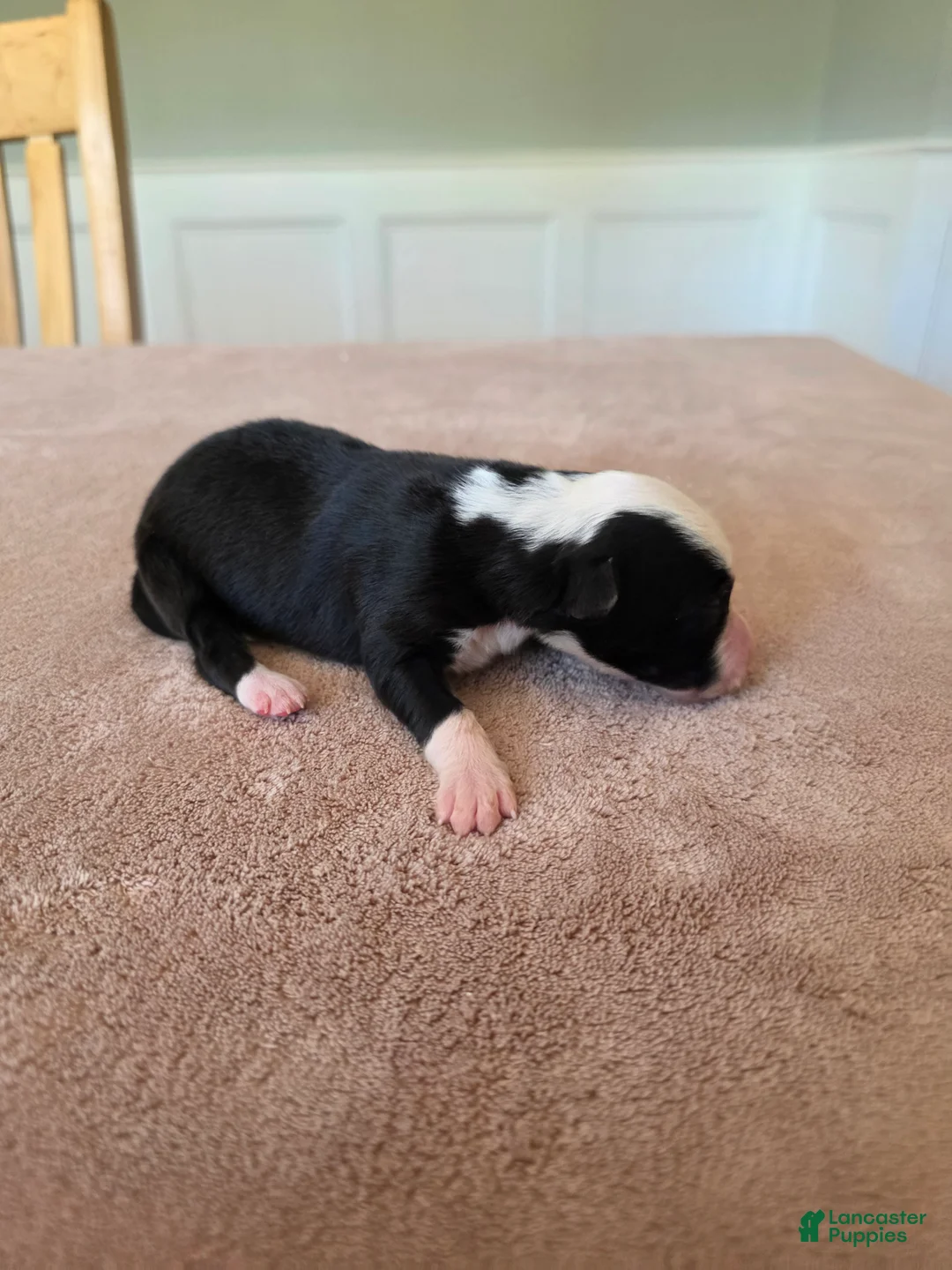 Border Collie dogs for sale: Gemma - Ad 2