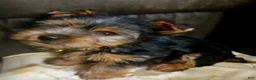 Yorkshire Terrier dogs for sale: AKC Flint - Ad 1