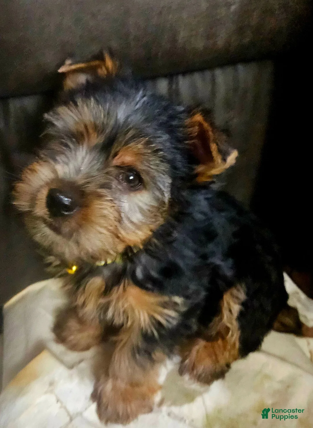 Yorkshire Terrier dogs for sale: AKC Flint - Ad 1