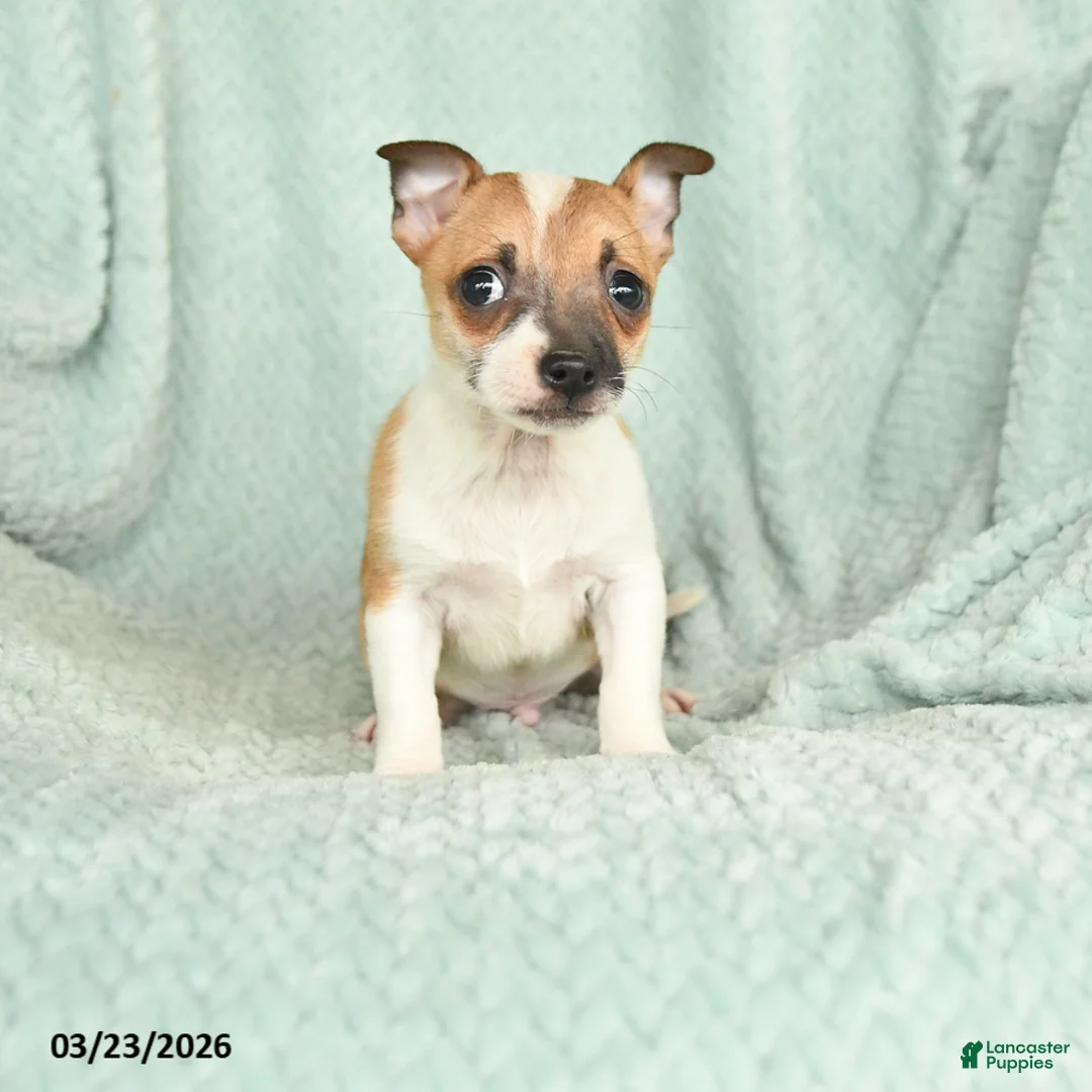 Chihuahua dogs for sale: Fin  - Ad 1