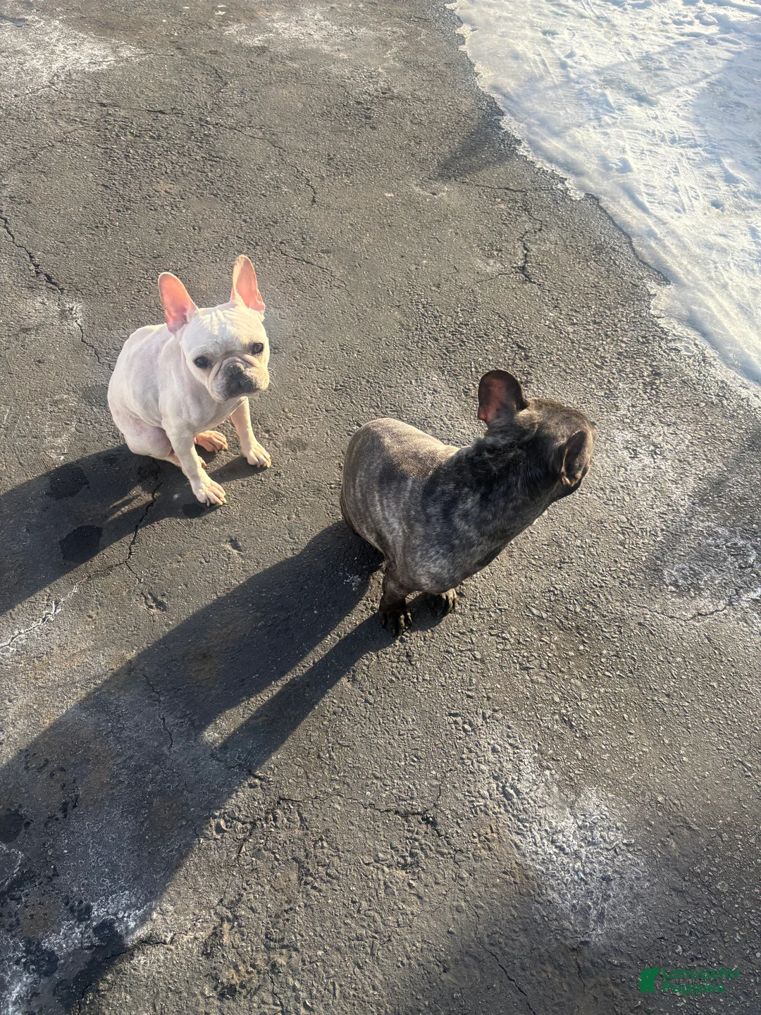 French Bulldog dogs for sale: Suzie - Ad 2