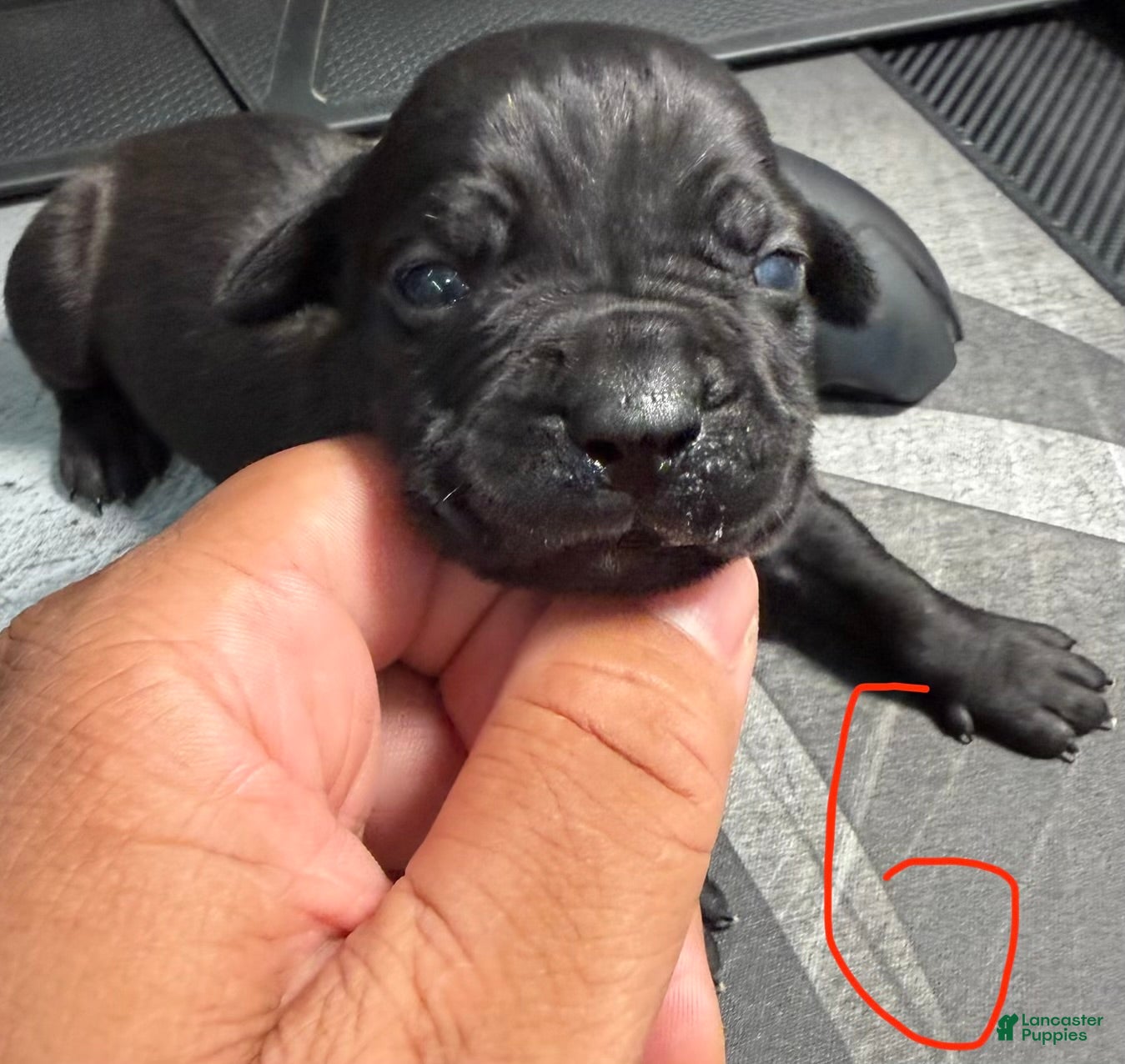 Cane Corso dogs bella - Ad 1