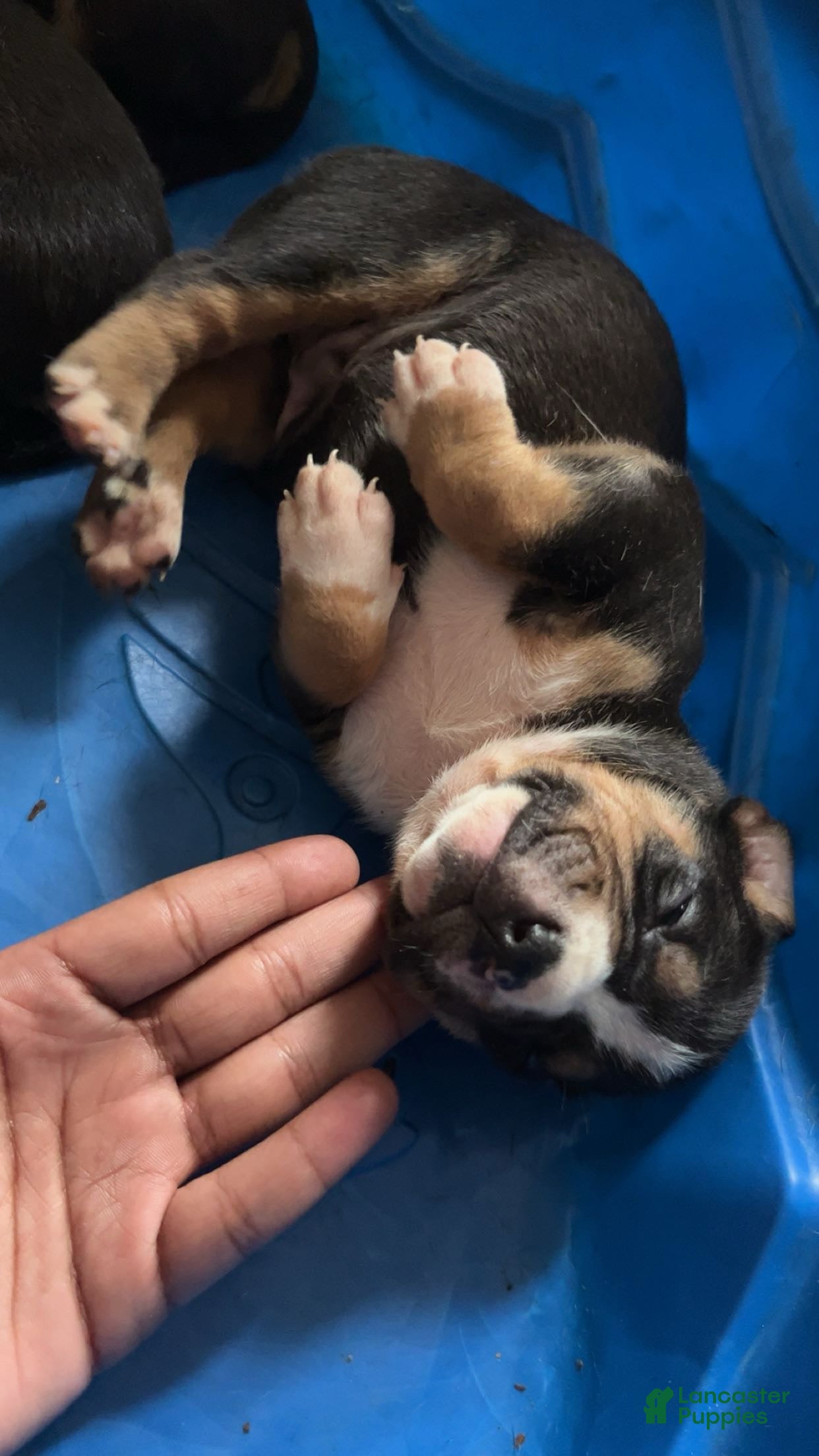 American Bully dogs American Bully Puppy 3 - Ad 2