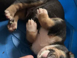 American Bully dogs American Bully Puppy 3 - Ad 2