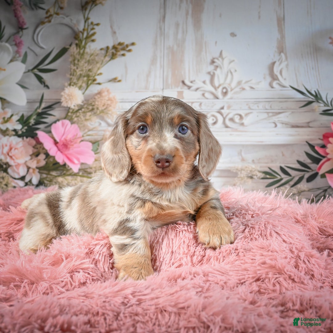 Miniature Dachshund dogs for sale: Rolex - Ad 4