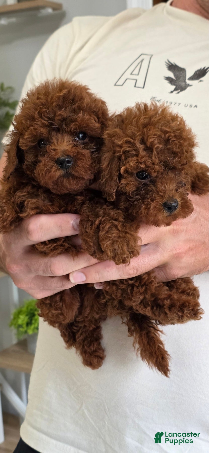 Toy Poodle dogs Mike - Ad 2