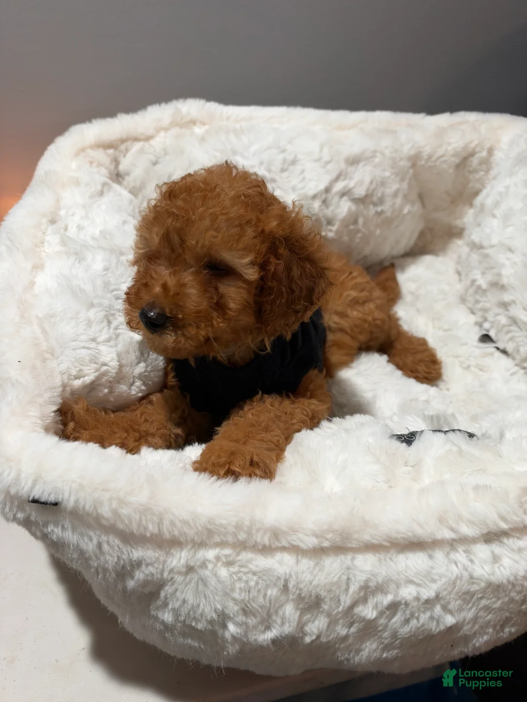 Toy Poodle dogs for sale: Louie  - Ad 2