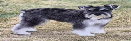 Miniature Schnauzer dogs for sale: Tucker - Ad 4
