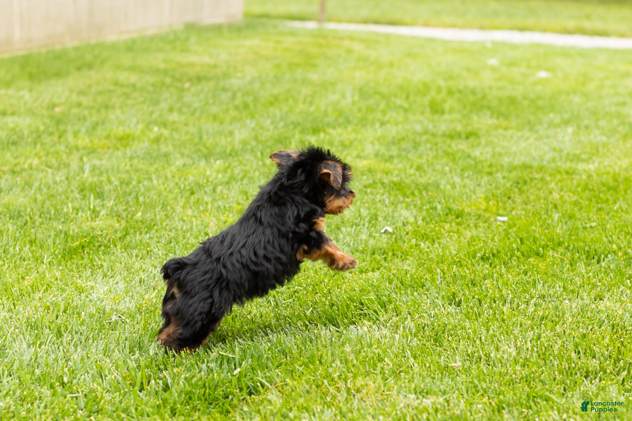 Yorkshire Terrier dogs for sale: Marty  - Ad 2
