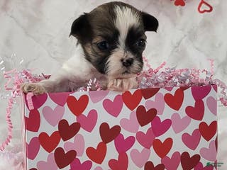 Teddy Bear dogs Lila - Ad 15