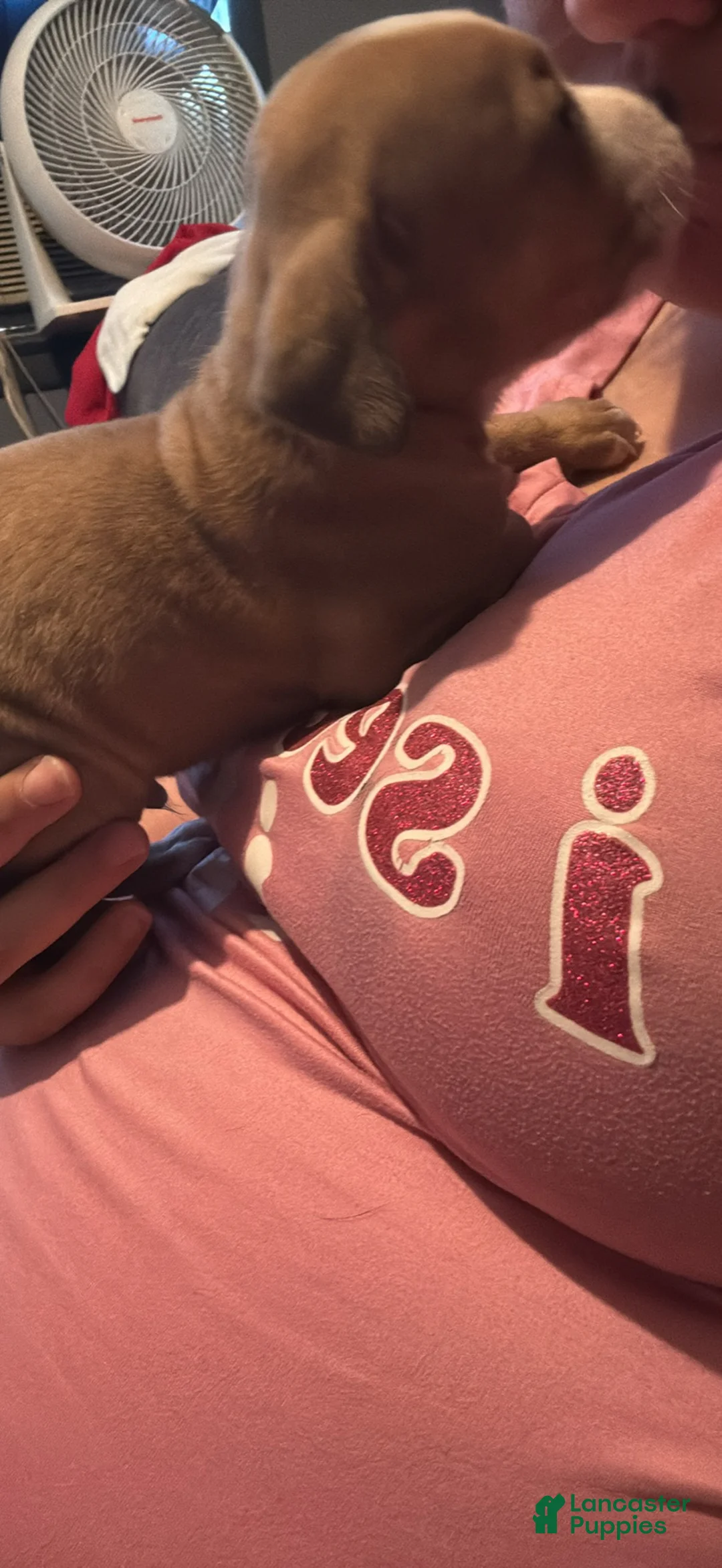 Mixed Breed dogs for sale: Mixed Breed Puppy 3 - Ad 8