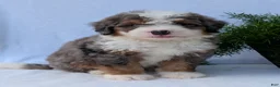 Mini Bernedoodle dogs for sale: Mini Banks  - Ad 6