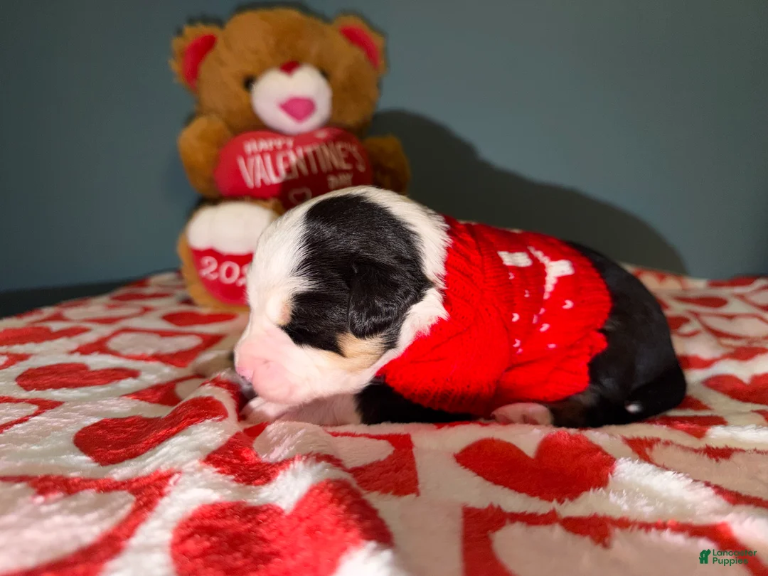 Miniature Australian Shepherd dogs for sale: John - Ad 3