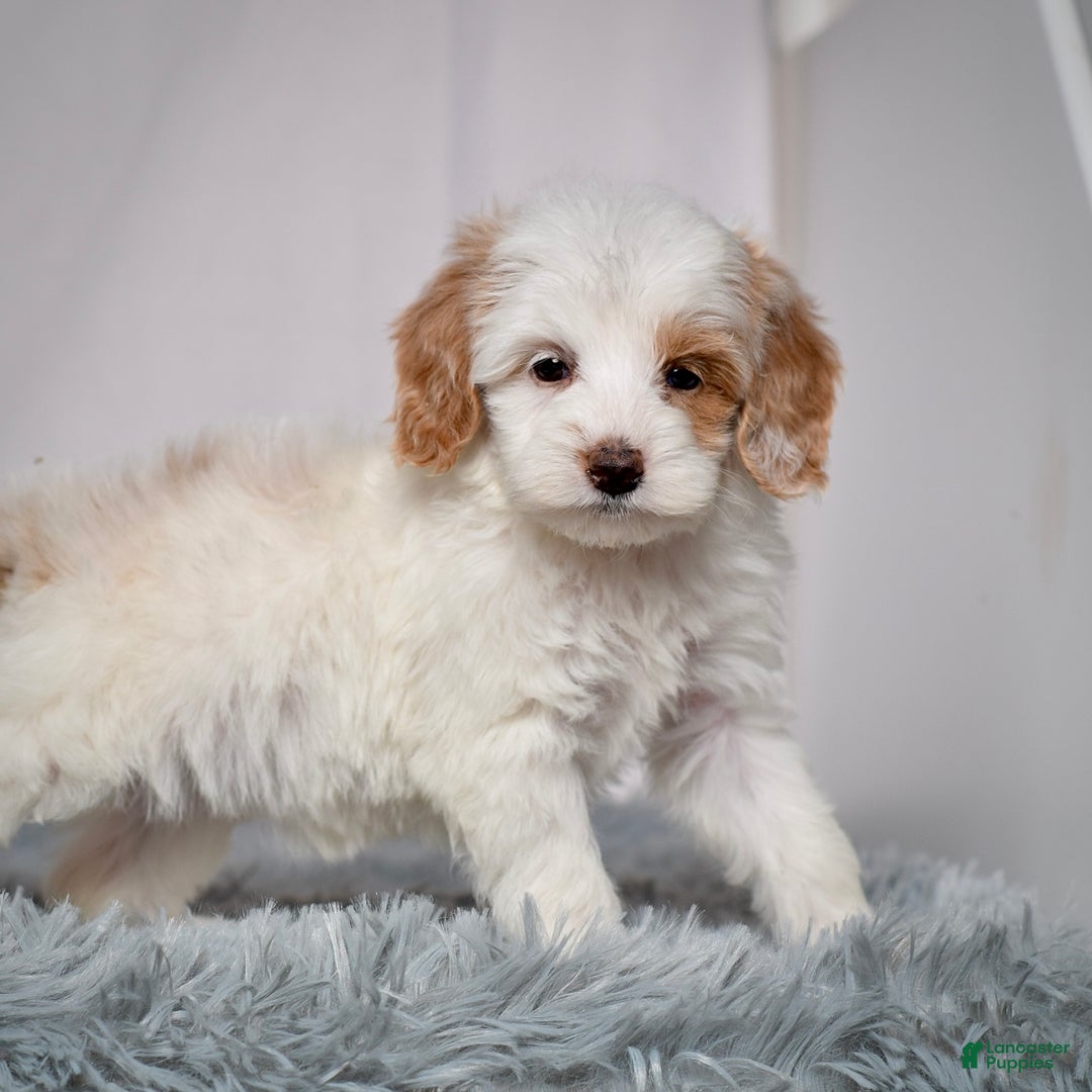 Mini Goldendoodle dogs for sale: Ms. Oakley - Ad 6