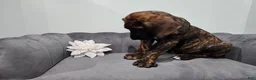 Great Dane dogs for sale: Brindle Princess - Ad 6