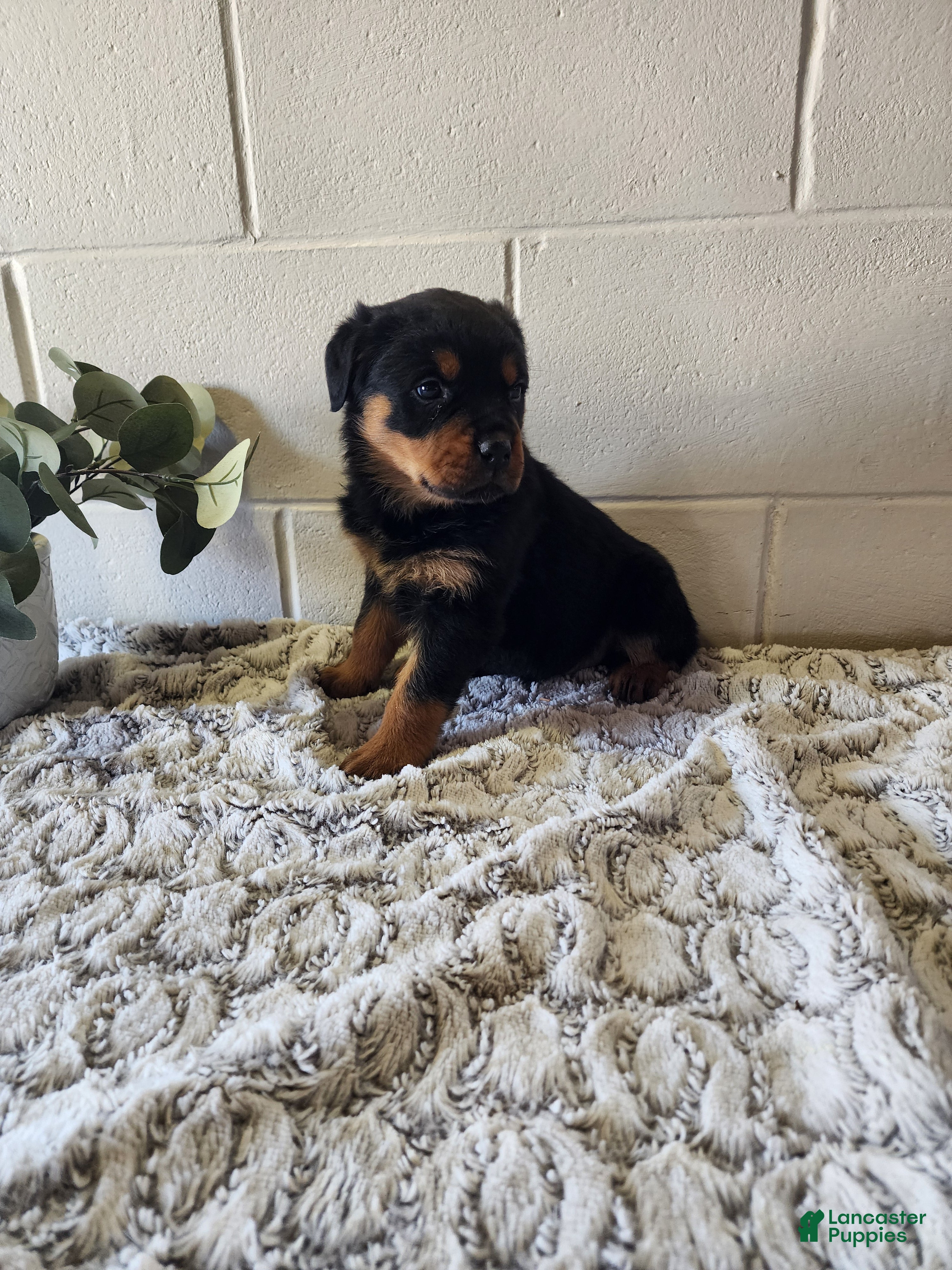 Rottweiler dogs Bozo - Ad 1