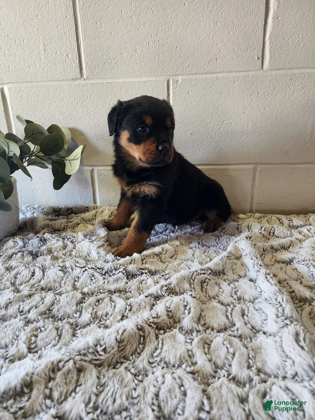 Rottweiler dogs for sale: Bozo - Ad 1