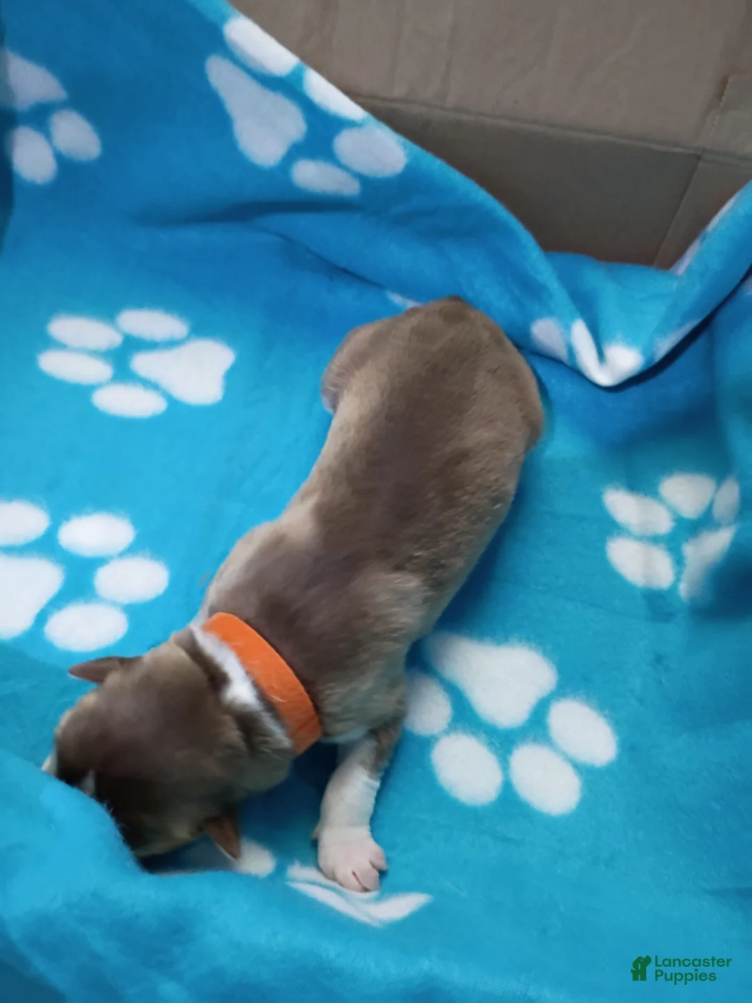 Siberian Husky dogs for sale: Orange Collar 5th Born - Temp Name is Tangerine - Ad 2