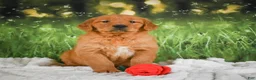 Golden Retriever dogs for sale: Sugar - Ad 4