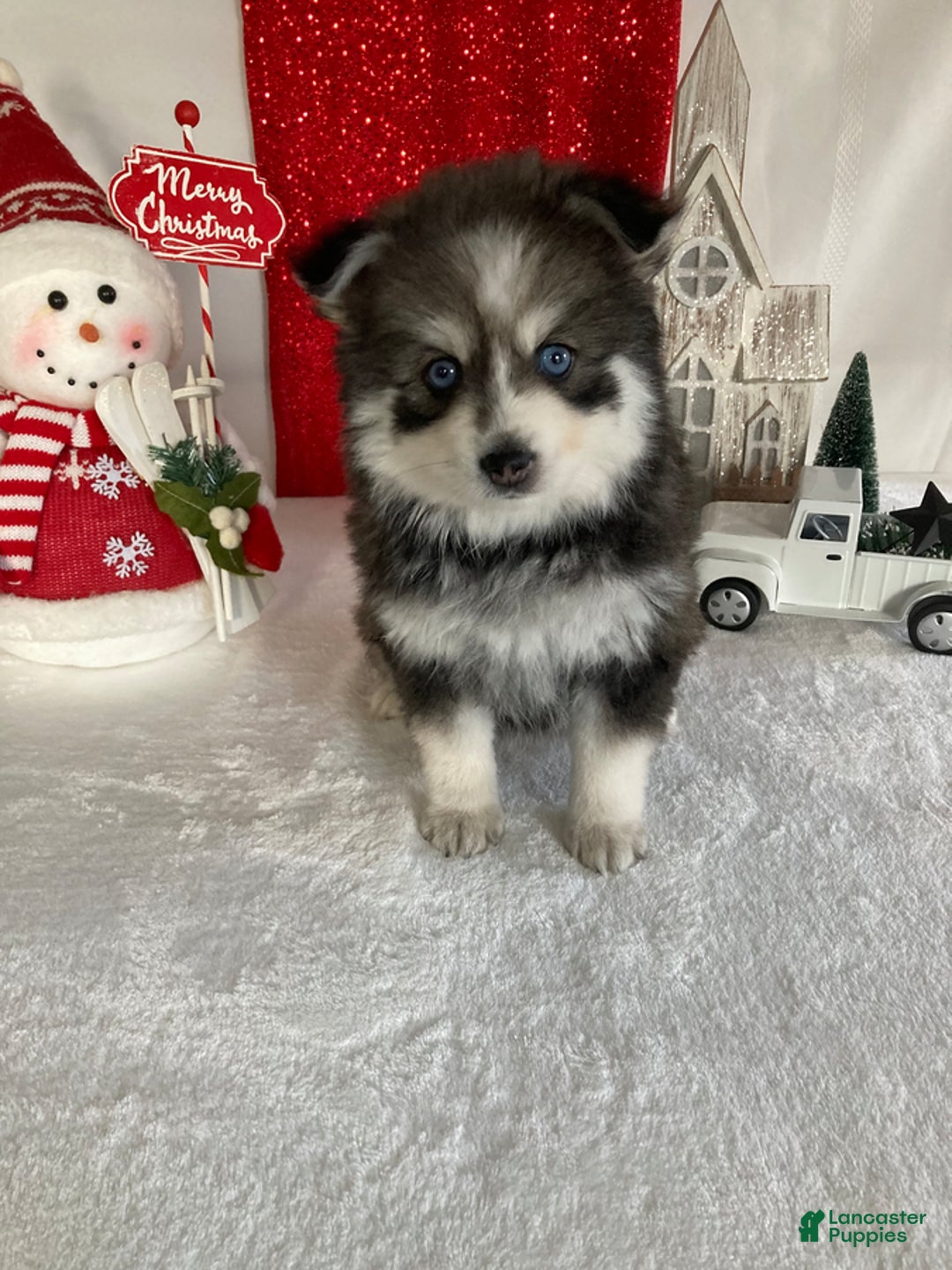 Pomsky dogs for sale: Mart - Ad 2