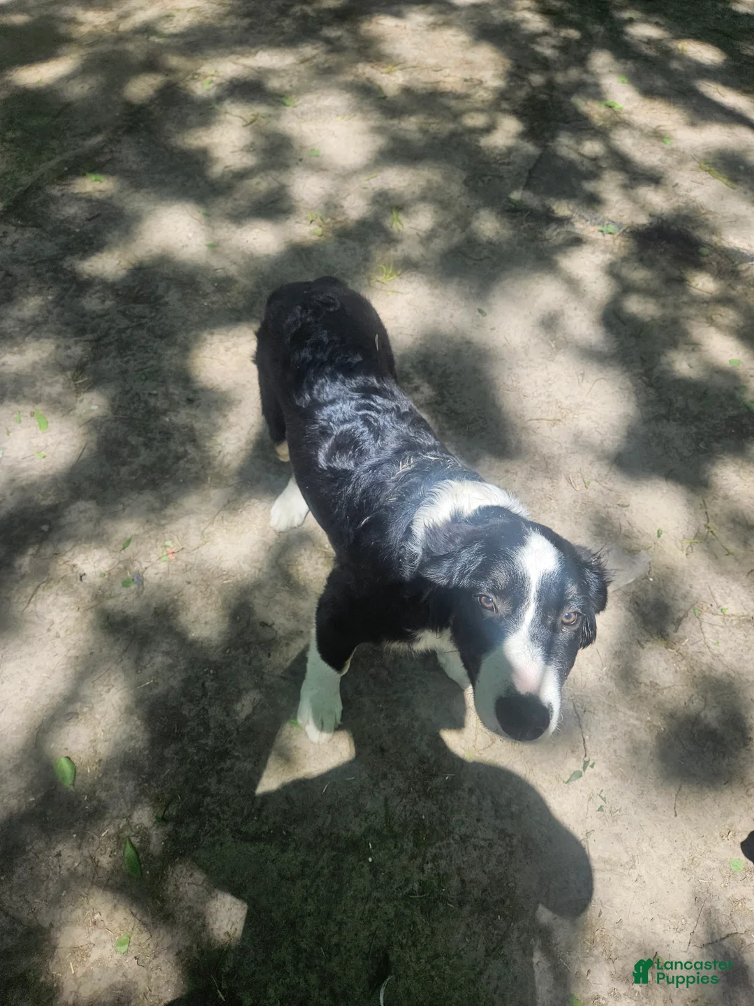 Border Collie dogs for sale: Elfrank (Call-Text) - Ad 2