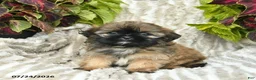 Shih Tzu dogs for sale: Callie  - Ad 1