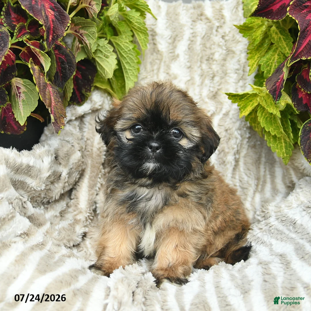 Shih Tzu dogs for sale: Callie  - Ad 1