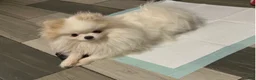 Pomeranian dogs for sale: Pomeranian Puppy 4 - Ad 5