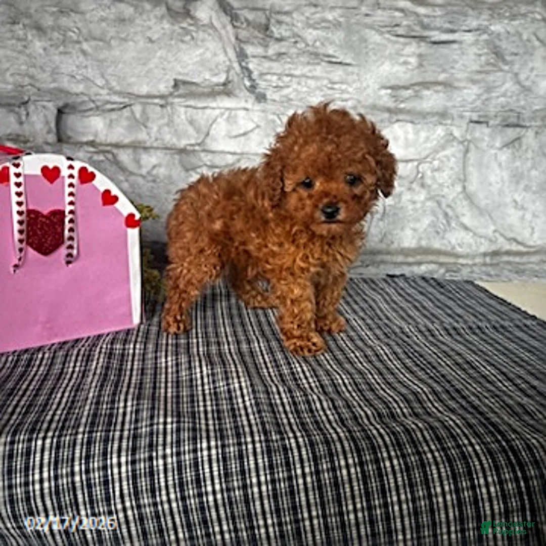 Toy Poodle dogs for sale: Milo - Ad 4