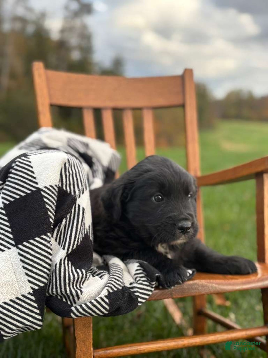 Mixed Breed dogs for sale: Mason - Ad 4