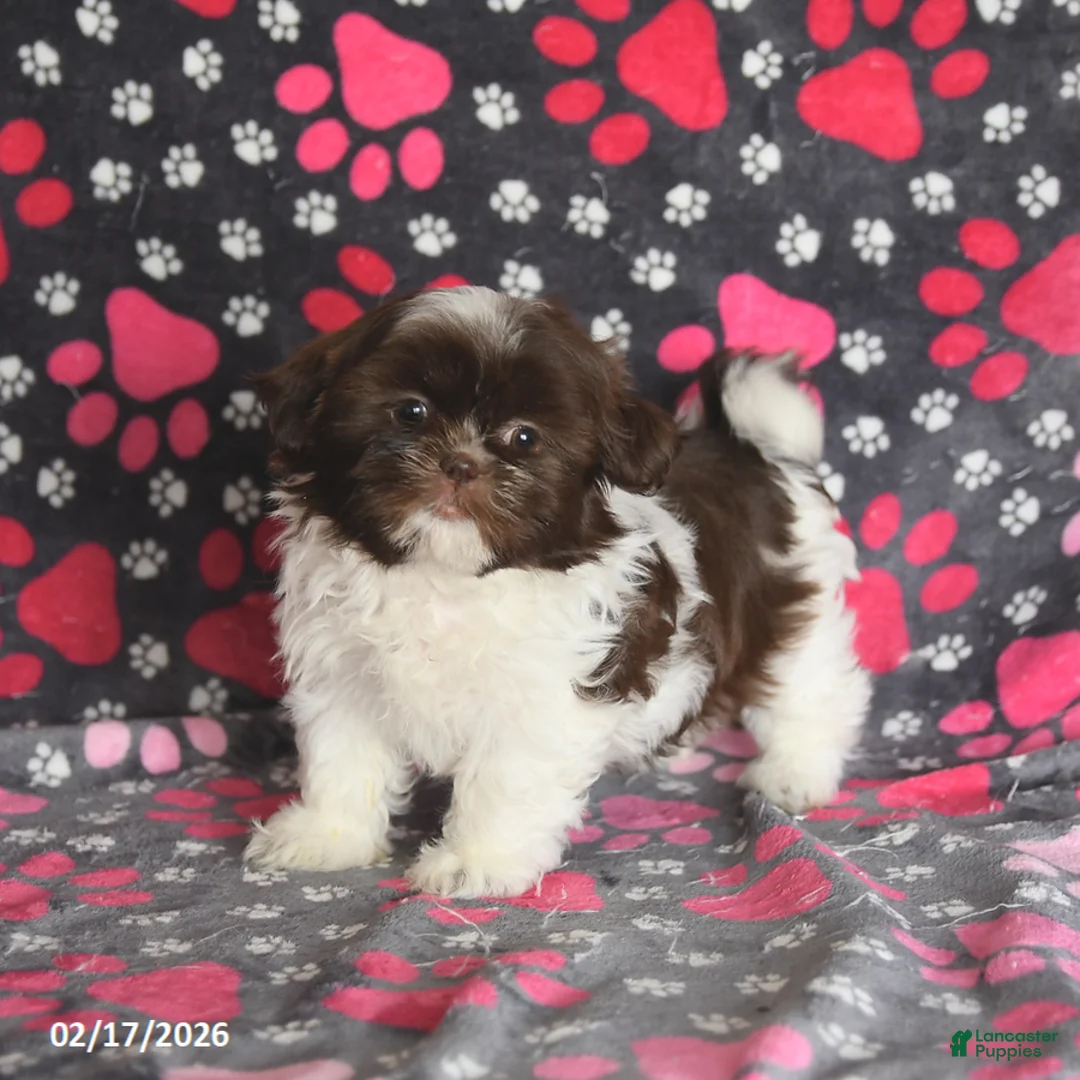 Shih Tzu dogs for sale: Tammy - Ad 1