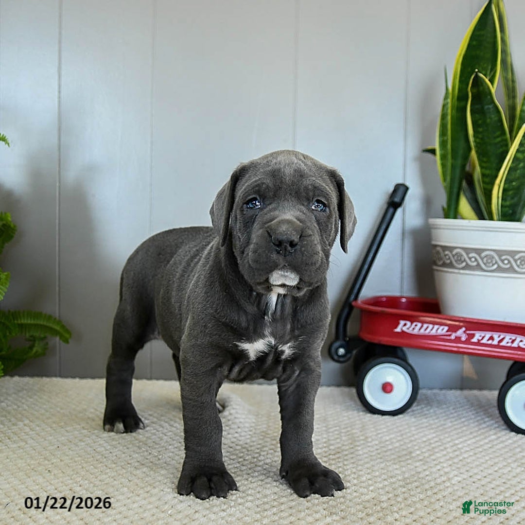 Cane Corso dogs for sale: Honey - Ad 3