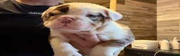 English Bulldog dogs for sale: Versace - Ad 42