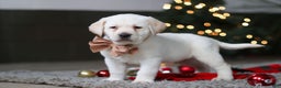Labrador Retriever dogs for sale: Buddy - Ad 2