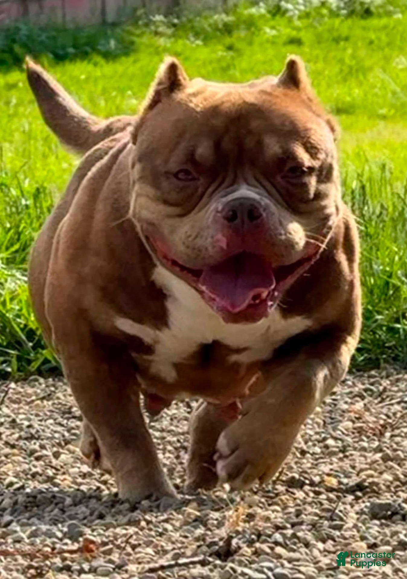 American Bully dogs for sale: Hootie - Ad 1