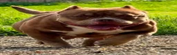American Bully dogs for sale: Hootie - Ad 1
