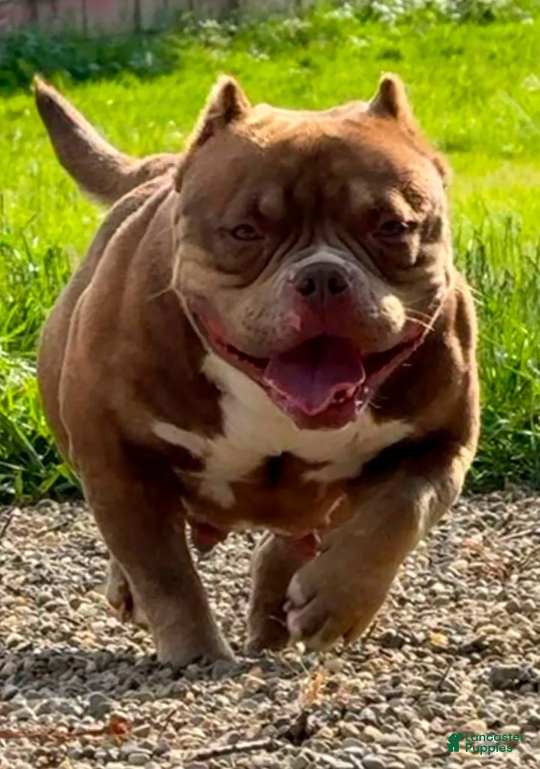 American Bully dogs for sale: Hootie - Ad 1