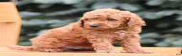 Mini Goldendoodle dogs for sale: Cash  - Ad 2